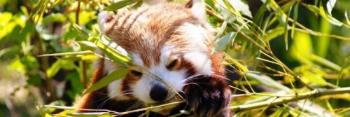 possum endangered species in forest