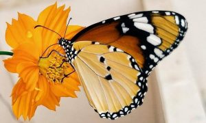 butterfly sucks honey out of yellow flower