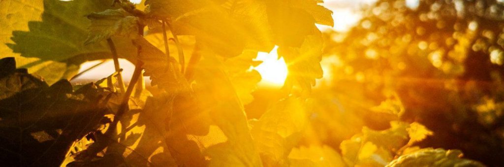 leaves trees beautiful shining sunny