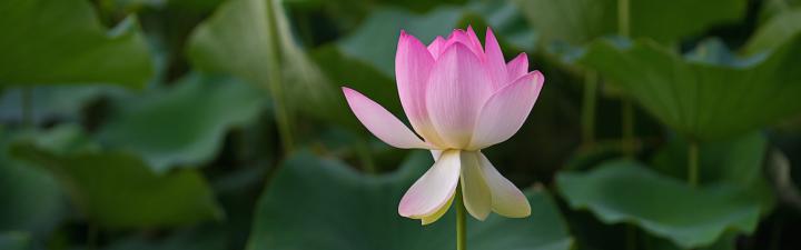light pink lotus
