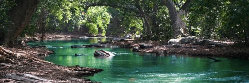 peaceful lake inside green forest