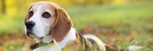 puppy lying on field