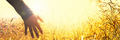 hand moving along field in sunny sky